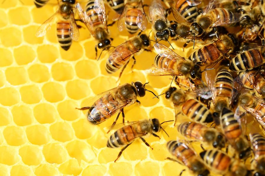 Künstliche Intelligenz hilft bei der Rettung von Bienen.