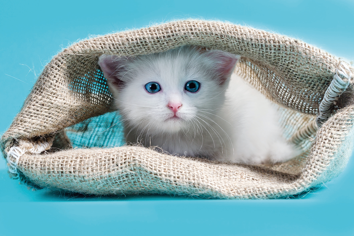 Niemand kauft gerne die Katze im Sack: KundInnen vertrauen KuferInnen und ihren Bewertungen. Reputationsmanagement ist daher eine Kernaufgabe. (Bild: ChocoPie, shutterstock)